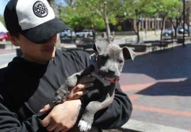 Decades-old pit bull ban leaves residents few options